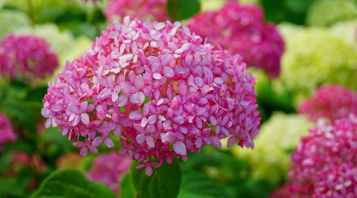 H. arborescens ‘Invincibelle Ruby’
