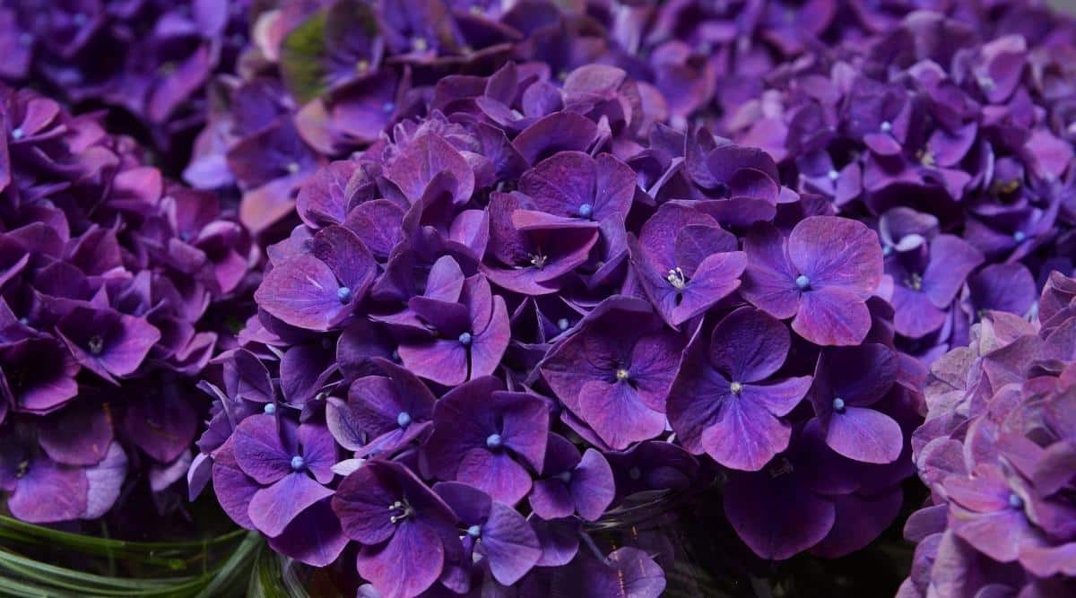 Toadstool Seeds Deep Purple Hydrangea Seeds – 5 Perennial Flower Seeds, Bushy, USA