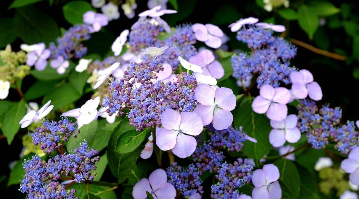 An image of H. macrophylla ‘Blue Cassel’ blooming in the garden. It&rsquo;s a close up of the flowers on the shrub. You can see the flatter lavender flowers blooming around the smaller deep purple clusters of the plant at the base of where it blooms.