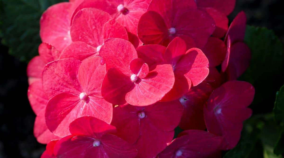 H. macrophylla ‘Cardinal Red’