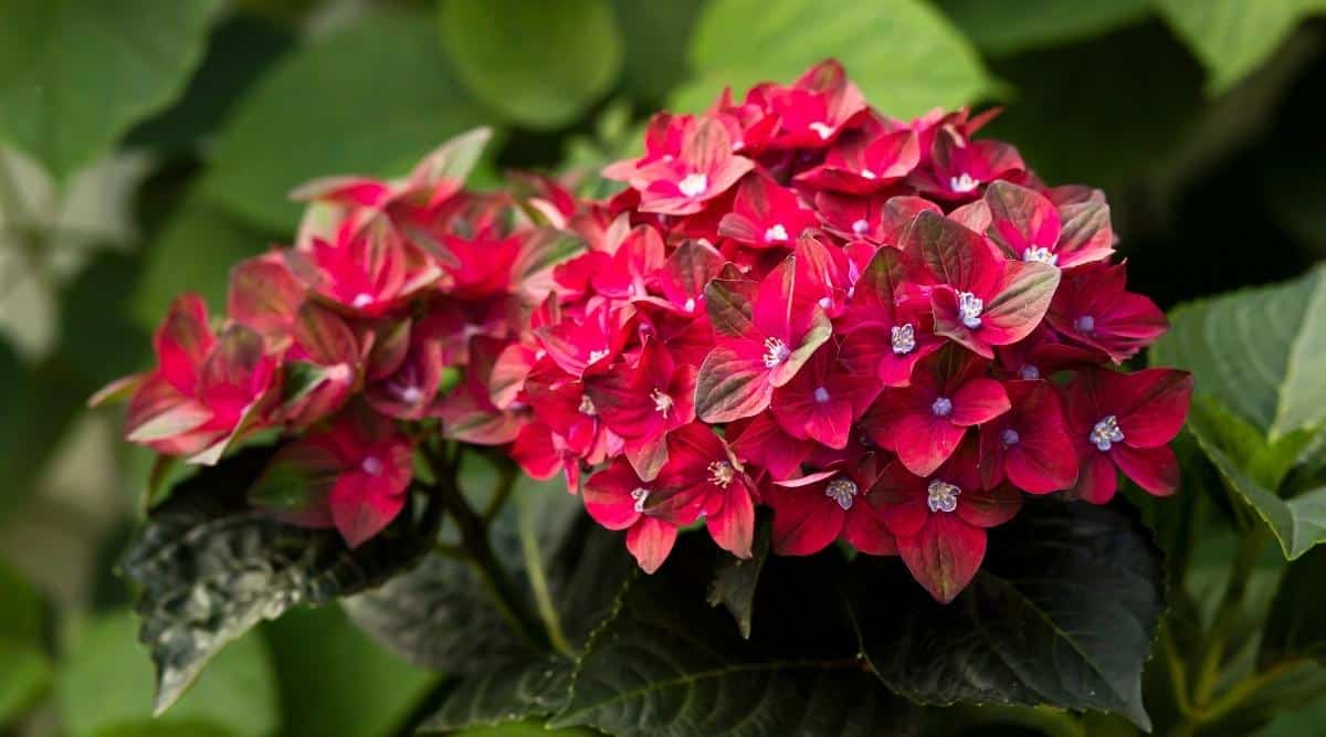 H. macrophylla ‘Cherry go round’