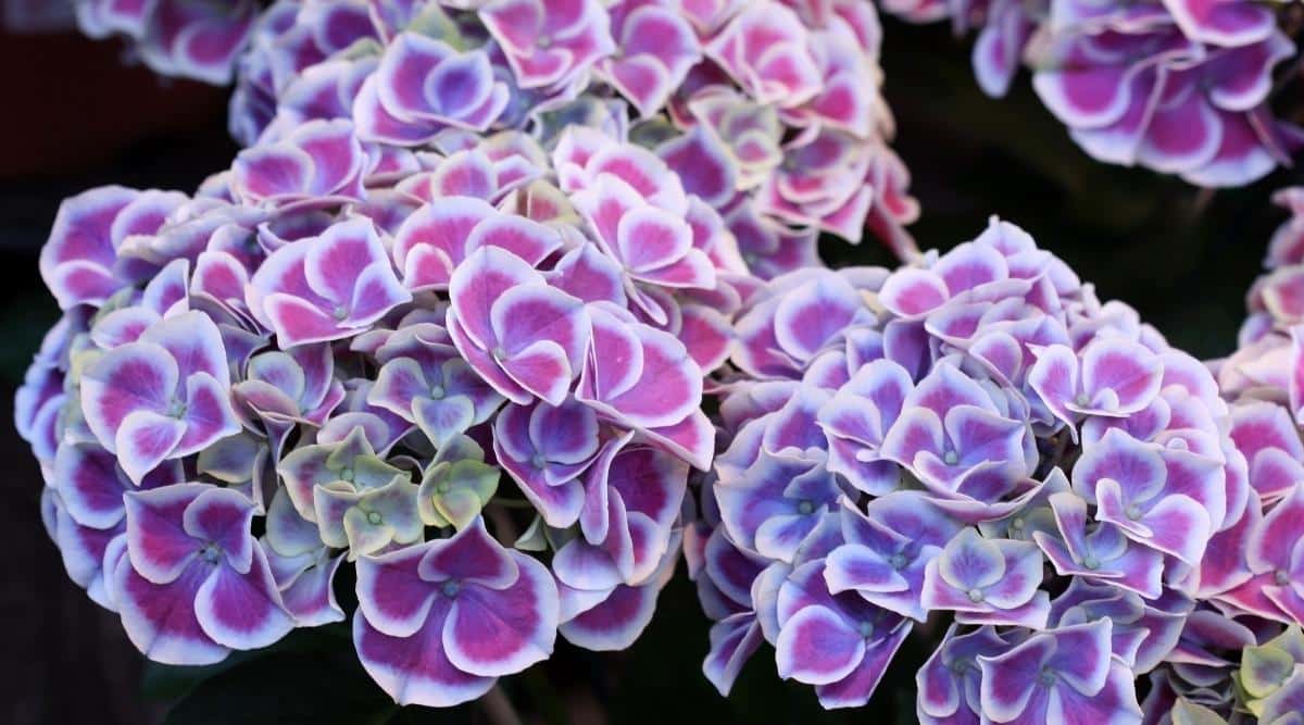 A close up image of H. macrophylla ‘Cityline Mars’ and its purple blooms. All that is visible in this image is the purple blooms. They are a lighter purple on some petals, and darker on others. All of the petals have a white edging to them around each individual petal.