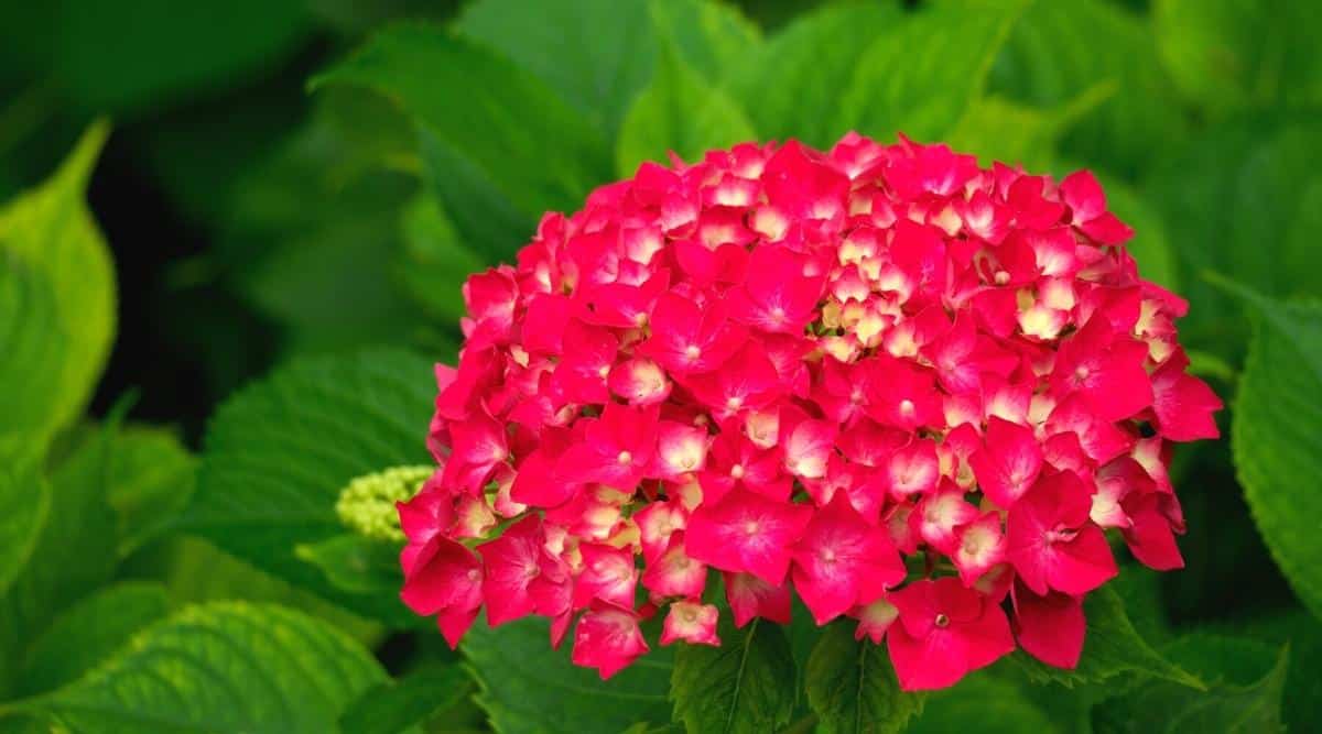 H. macrophylla ‘Endless Summer Summer Crush’