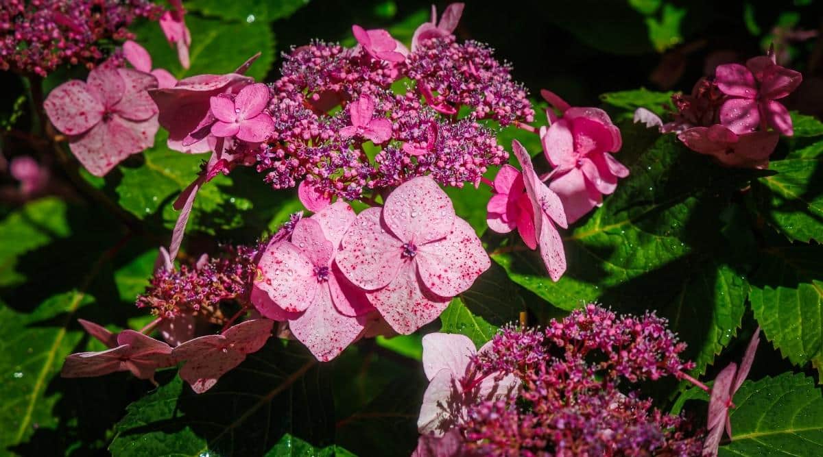 A closeup of H. macrophylla ‘Endless Summer Twist n Shout’ which has an off pink flower, with purple accents. It is a lacecap flower which means there are some flat petals, and some smaller clusters that look like parts of lace blooming next to them.