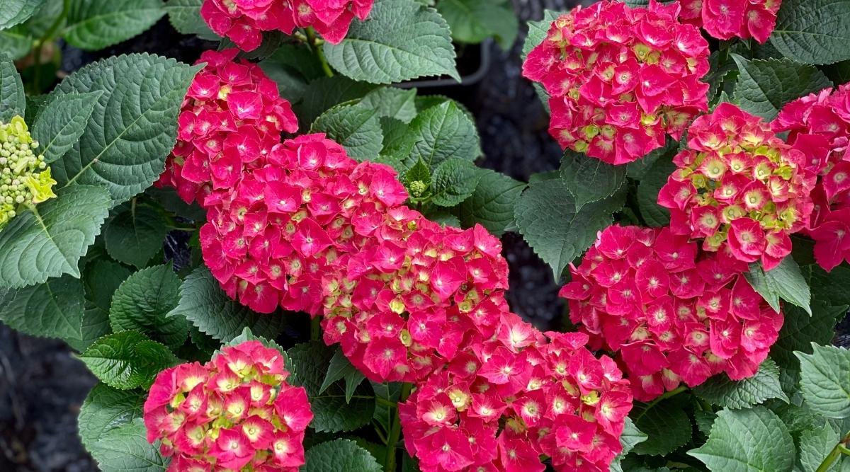 H. macrophylla ‘Everlasting Crimson’