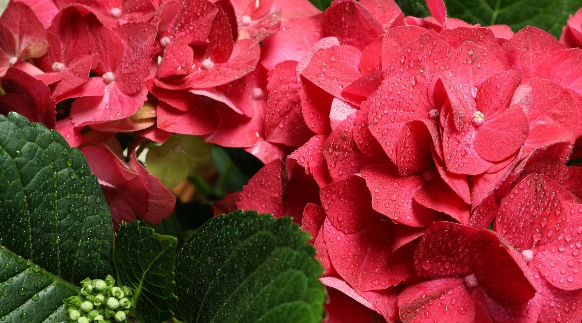 H. macrophylla ‘Grateful Red’