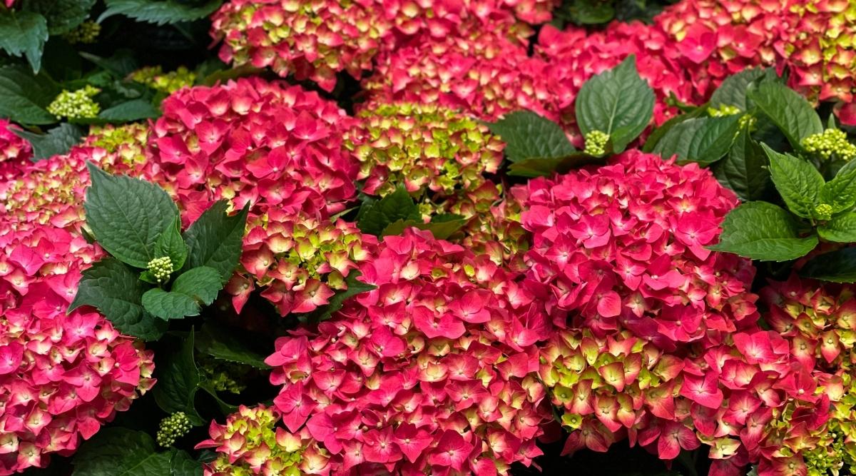 H. macrophylla ‘Heart Throb’