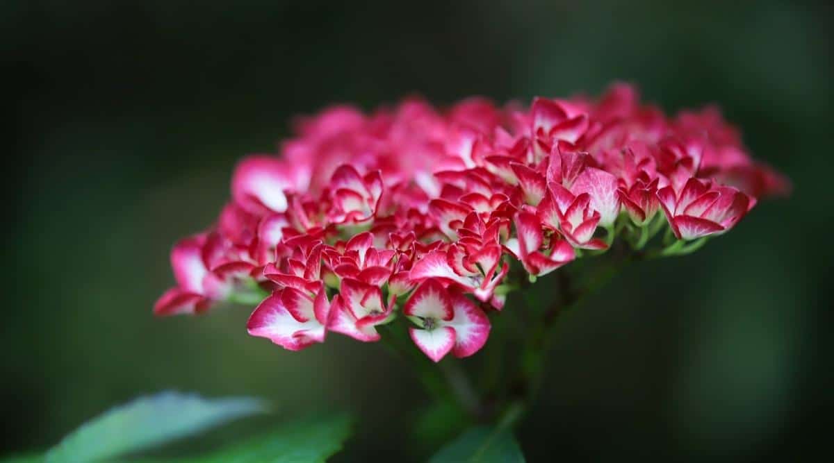 H. macrophylla ‘Kimono’