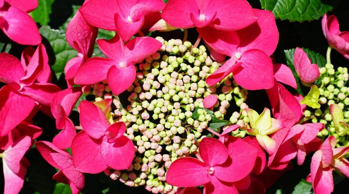 H. macrophylla ‘Lady in Red’