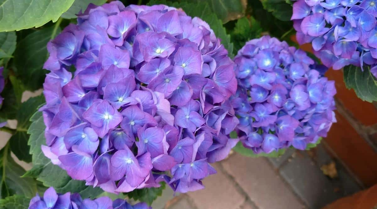 An up close image of H. macrophylla ‘Let’s Dance Moonlight’ with four visible flower clusters. The Blooms are blue in the middle of each small flower and fade to a violet color on the outer edges, giving the entire flower cluster a purple look to it.