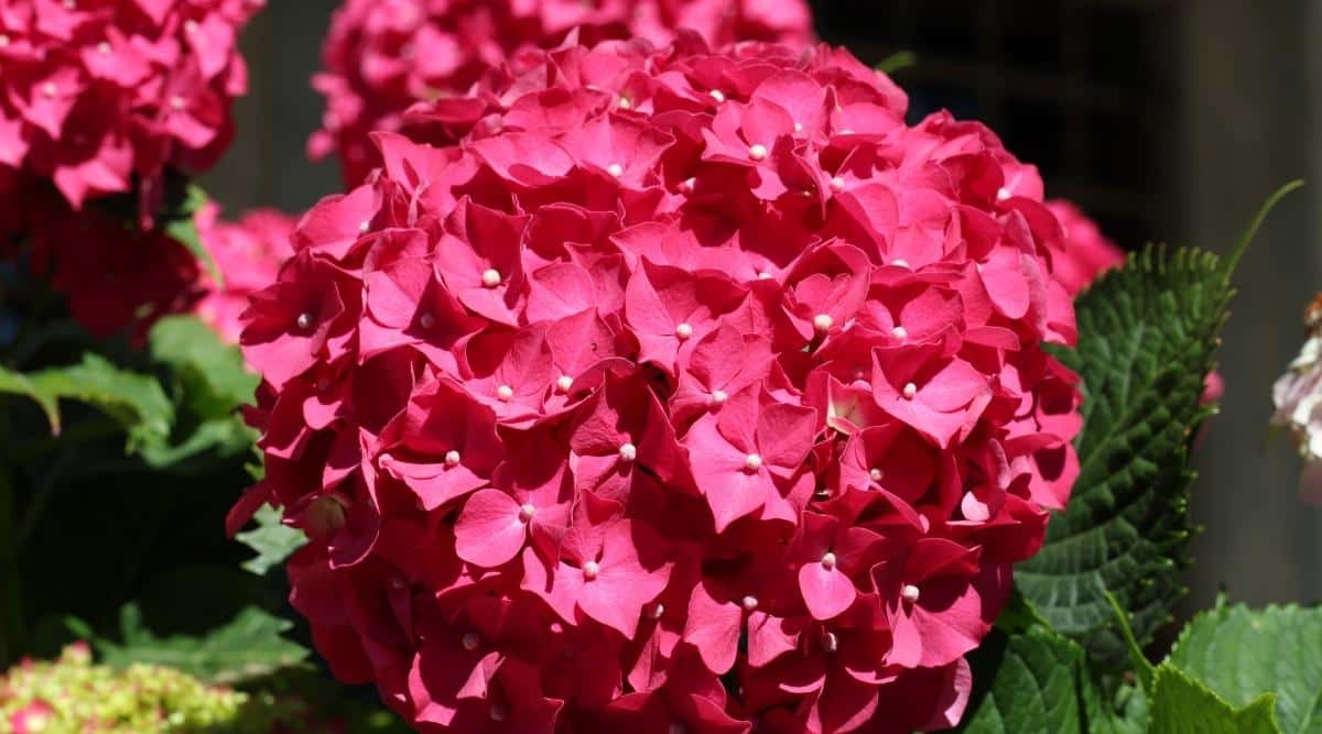 H. macrophylla ‘Magical Ruby Red’