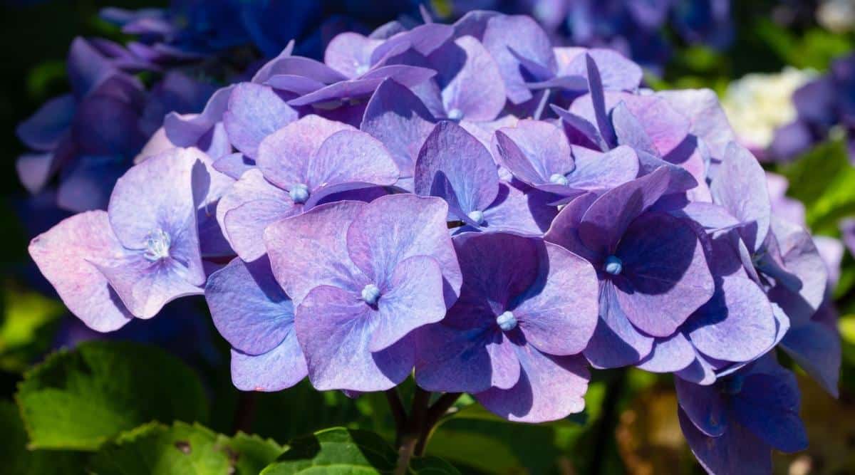 An up close image of H. macrophylla ‘Penny Mac’ which is a popular plant. It&rsquo;s a close up of one cluster of flowers, which each petal is lavender on the outside, fading to blue on the inside.
