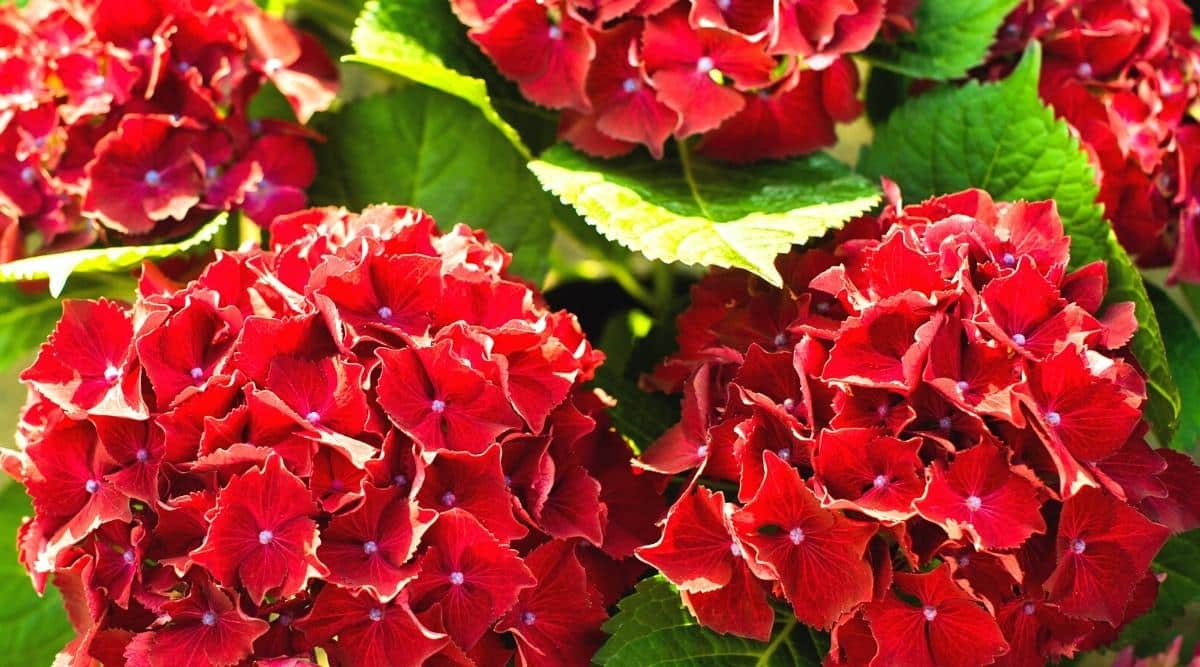 H. macrophylla ‘Red Beauty’