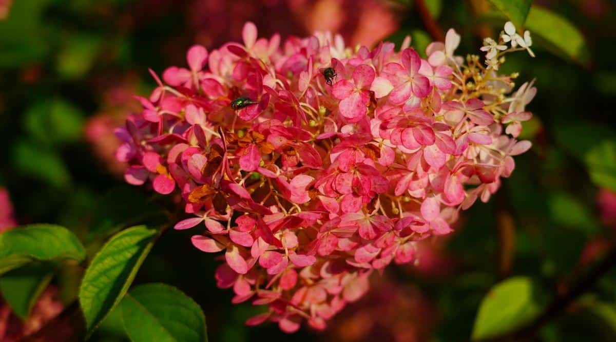 H. paniculata ‘Fire Light’