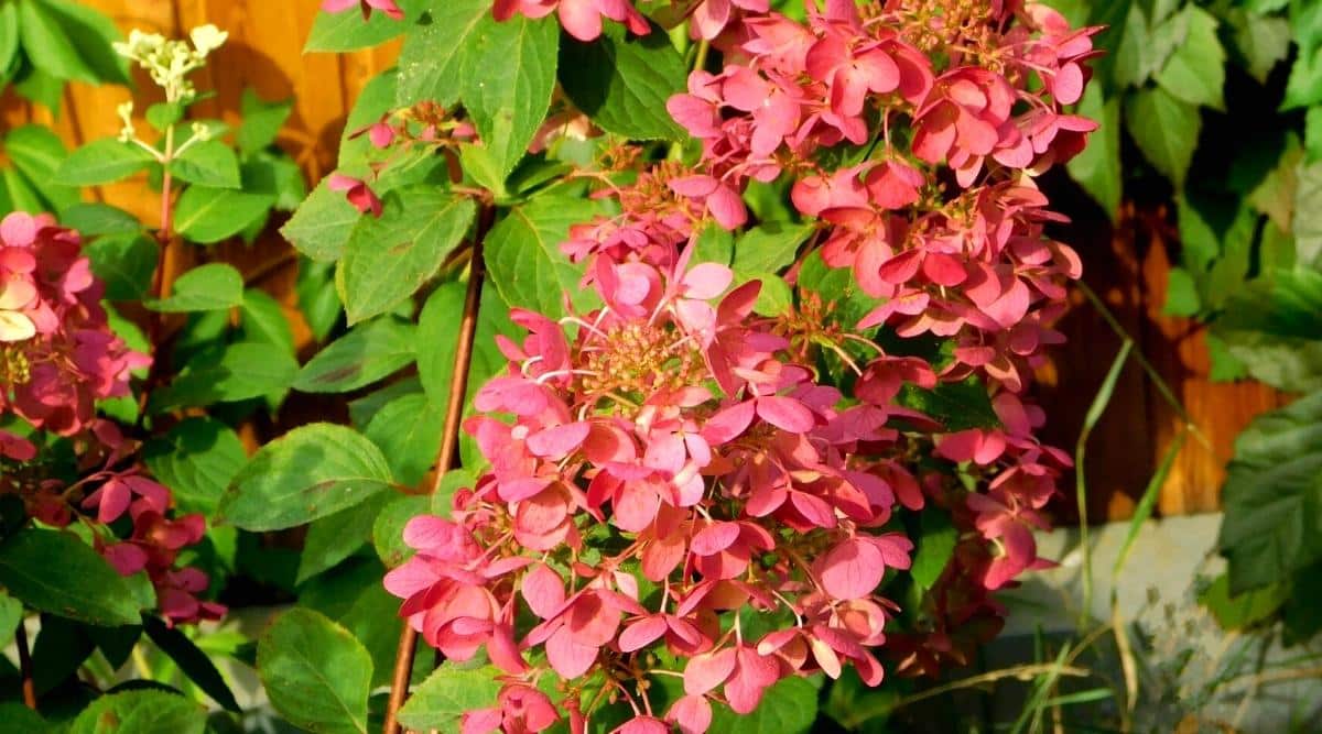 H. paniculata ‘Quick Fire’