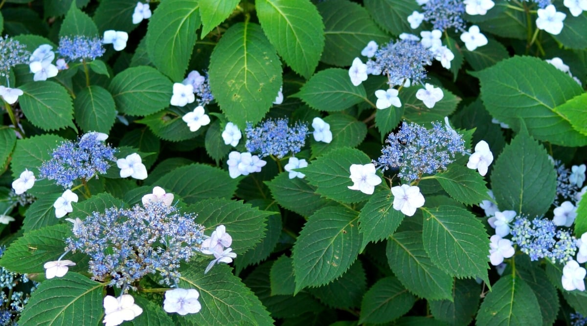 Close-up of a flowering shrub. The flowers are in groups of small blue florets in the center and with several larger showy white four-petaled flowers on the outside of each group, forming lacy caps. Flowers consist of rounded petals arranged in two layers with a purple center. The leaves are dark green, oval, serrated at the edges.