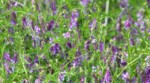 Vetch Rye 9 Fall Cover Crops for Fertile Spring Soil