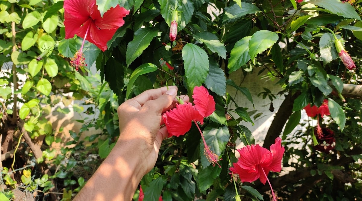 A woman is holding the large, trumpet-shaped, red flowers of a hibiscus plant. Its glossy, green leaves have a serrated edge. There are other green plants in the background.