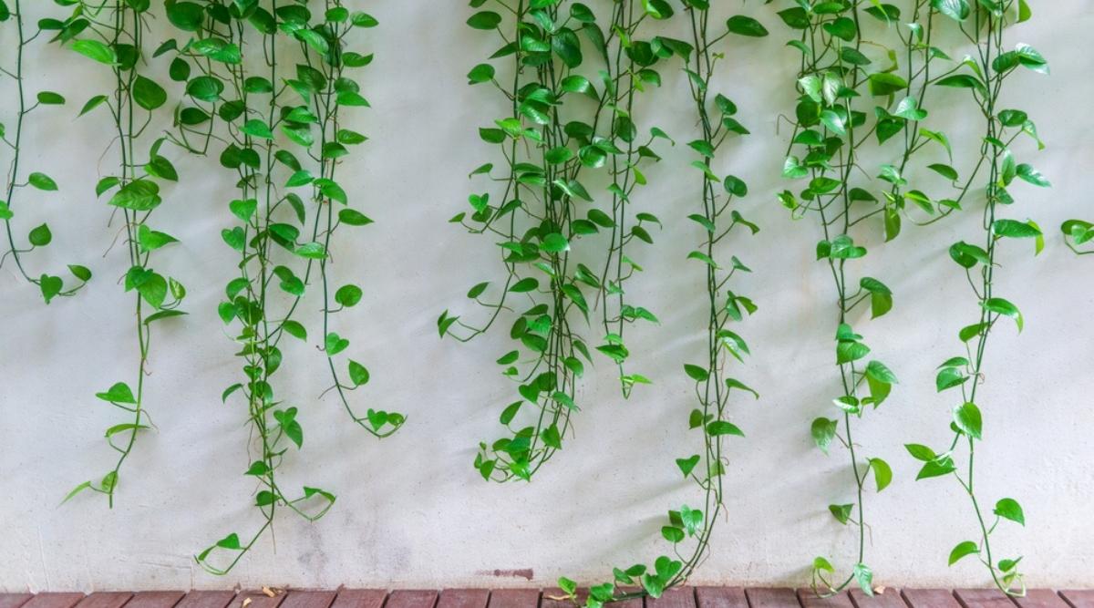 Hanging on Wall