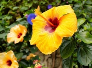 Hawaiian Flowers