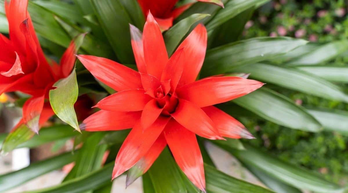 Healthy Bromeliad Plant