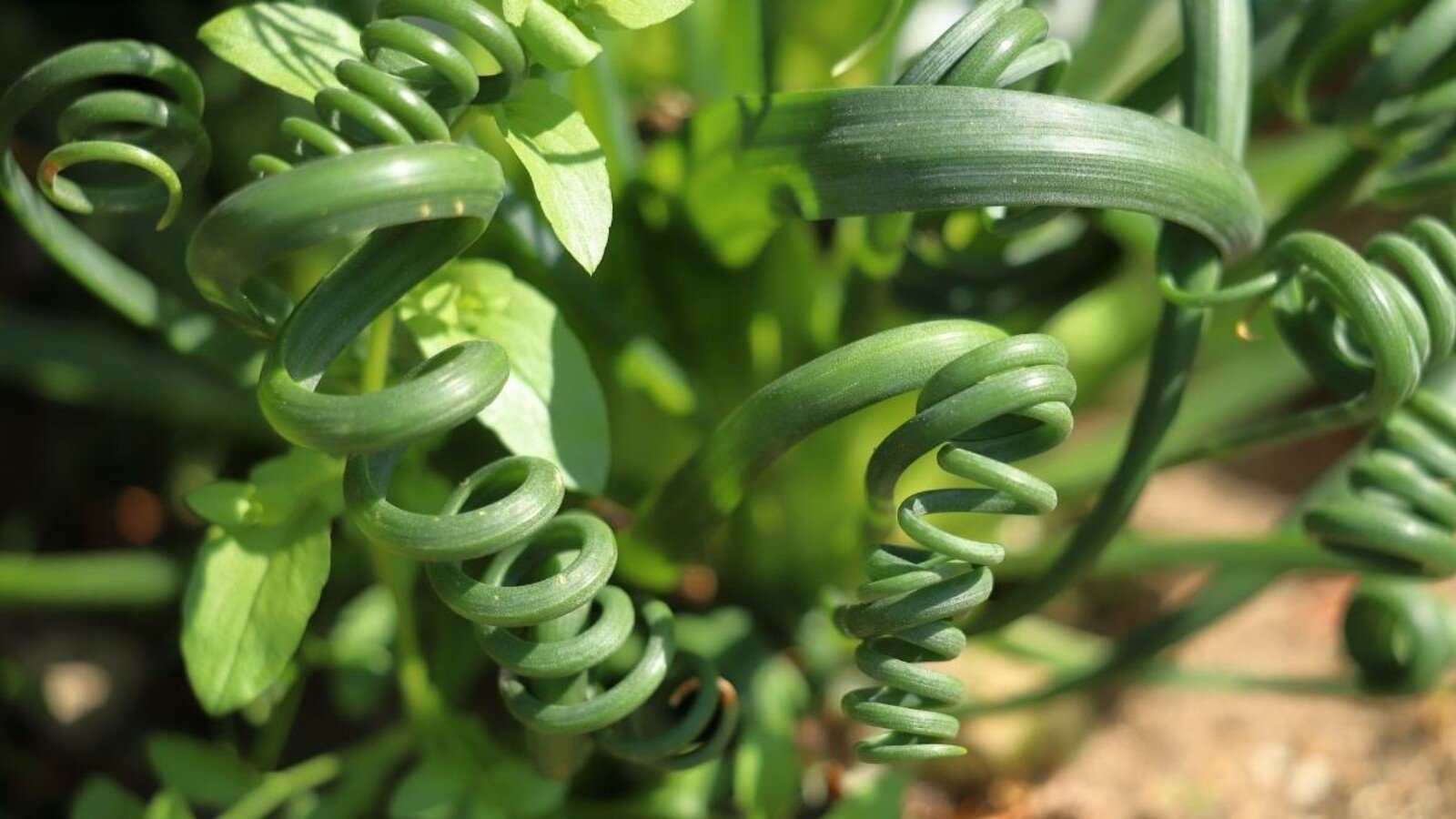 Healthy Frizzle Sizzle Plant