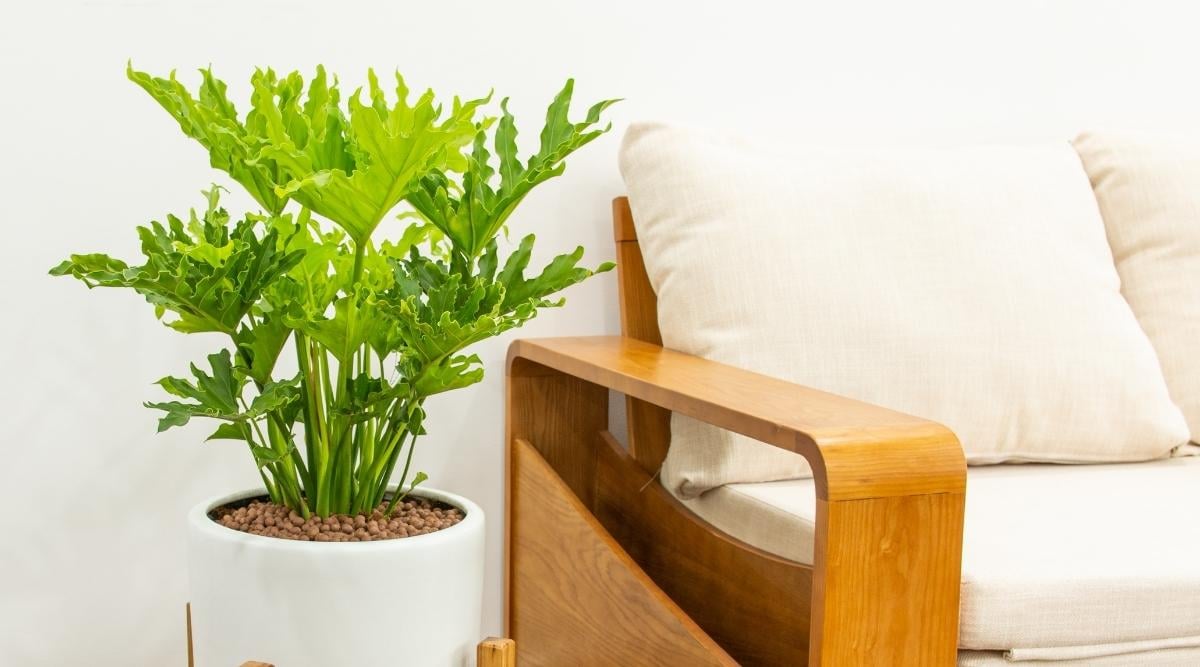 How to Plant, Grow, and Care For Split Leaf Philodendron