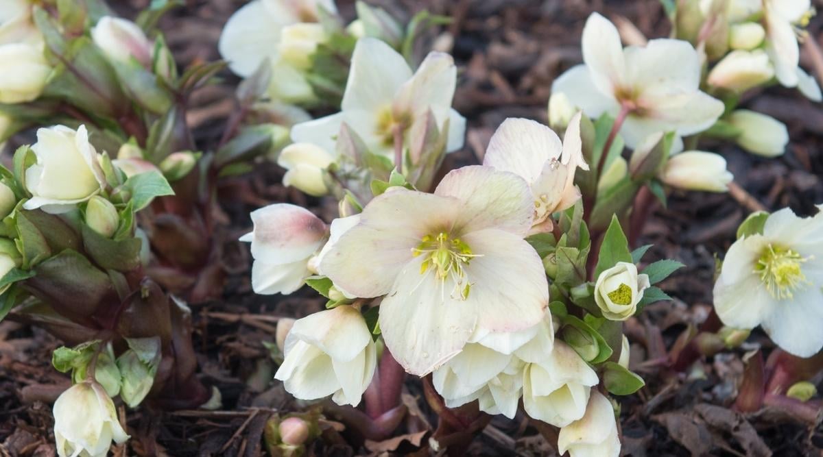 Hellebore ‘Champion’