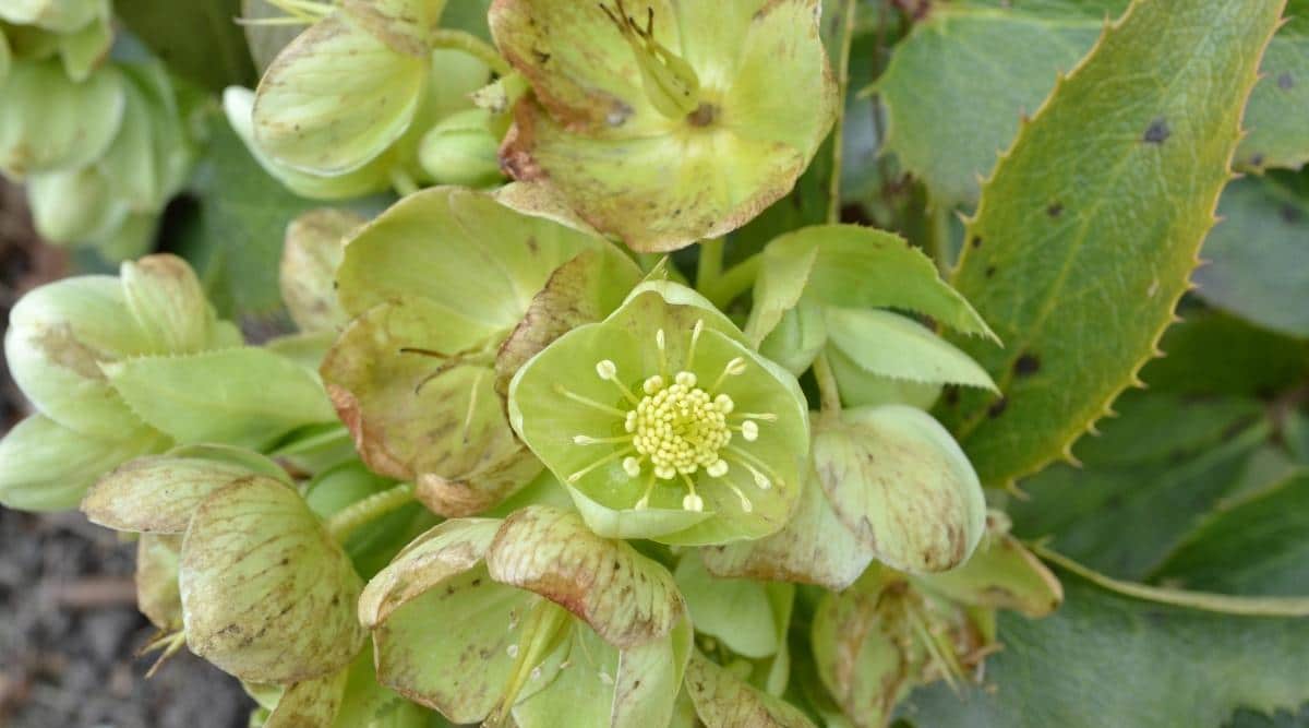 Hellebore ‘Pewter Leaf’