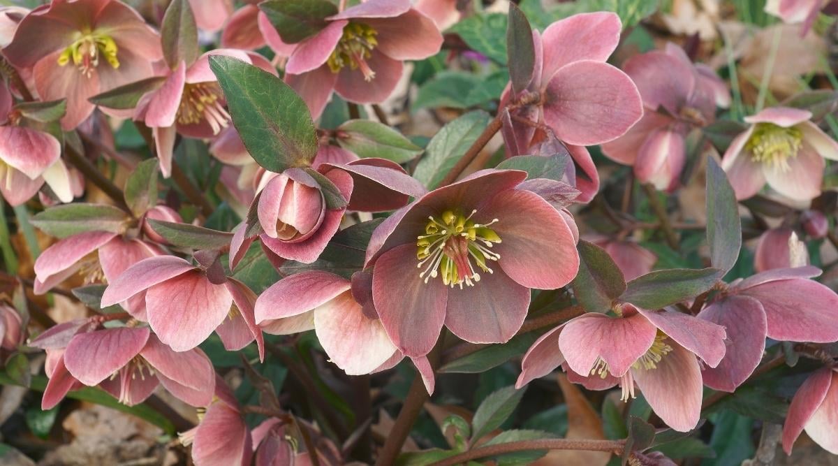 Hellebore ‘Pink Frost’