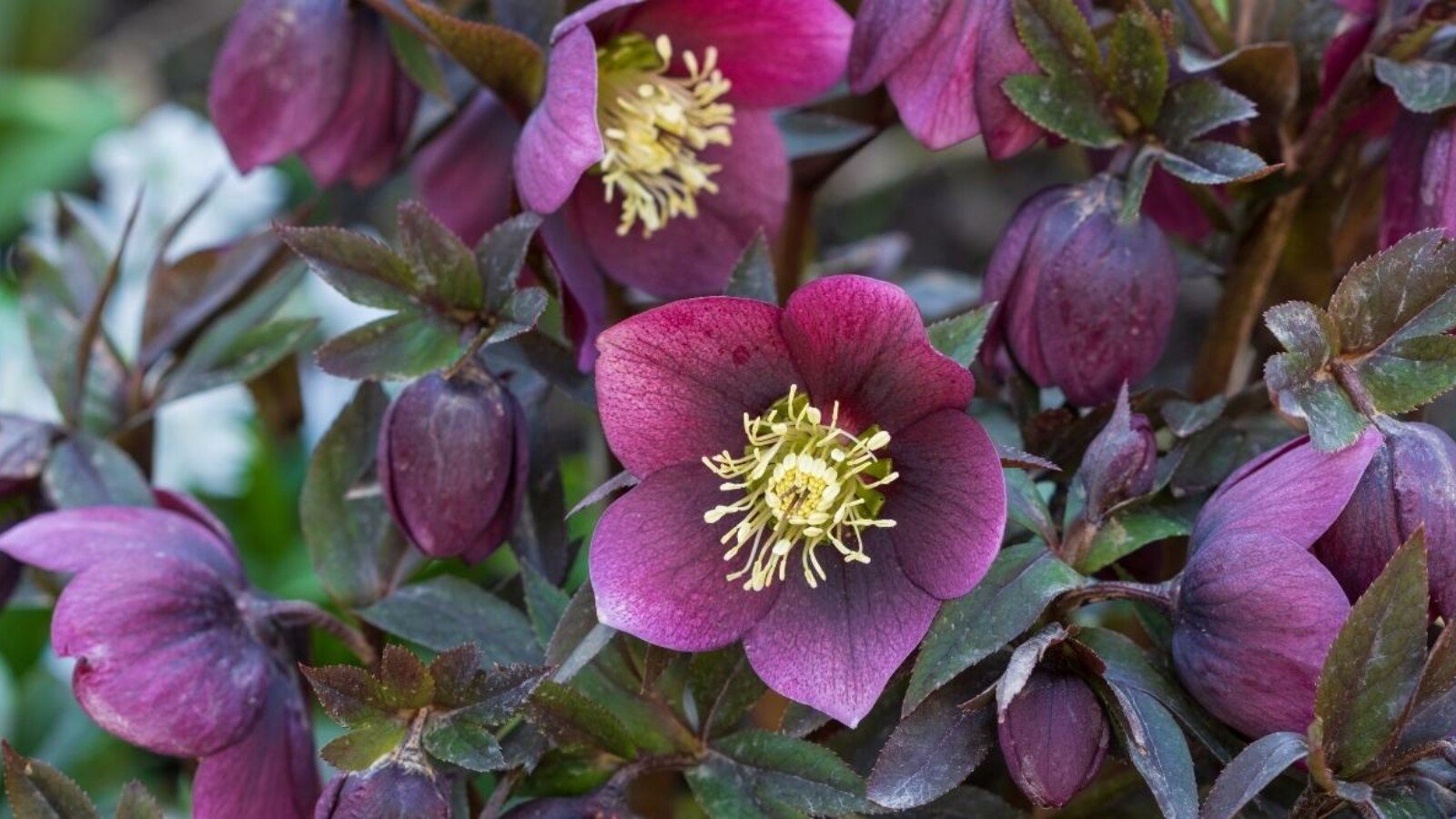 Hellebore Growing in Garden