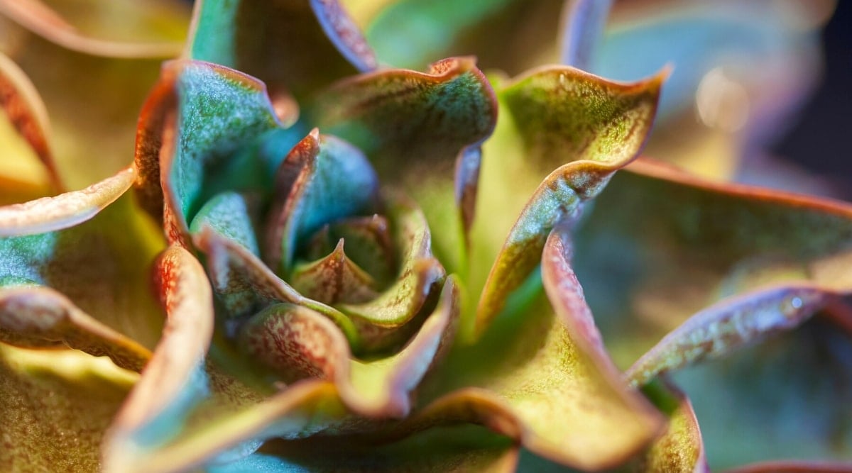 Close-up of a Hens and chicks plant with burnt dry leaves due to excessive sunlight. The plant forms a rosette of oval leaves with pointed tips. The leaves are fleshy, green, with reddish tips.