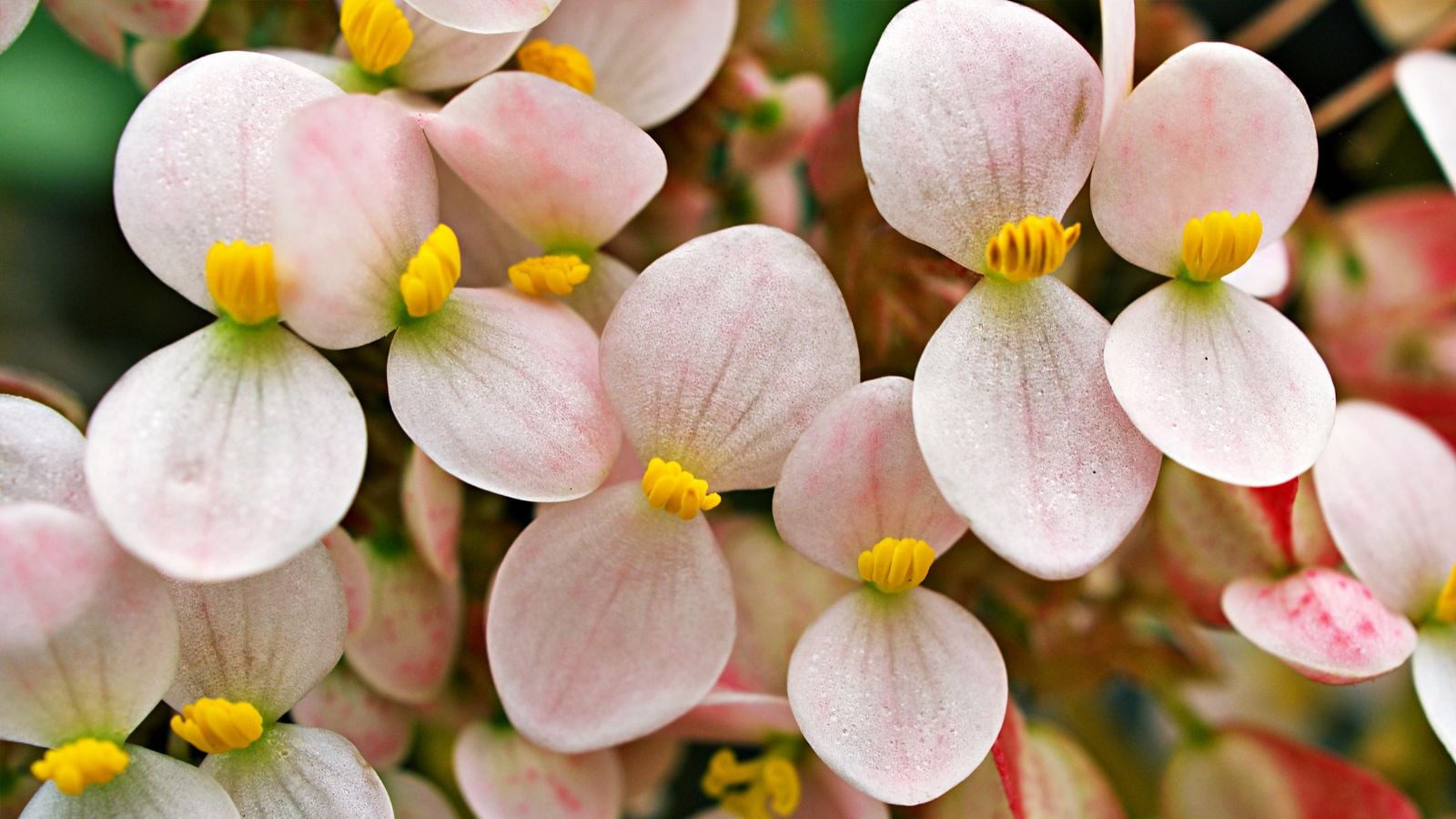 A closeup shot of delicate flowers of the Heron's Pirouette plant appearing to have rounded petals with vein-like patterns and yellow centers