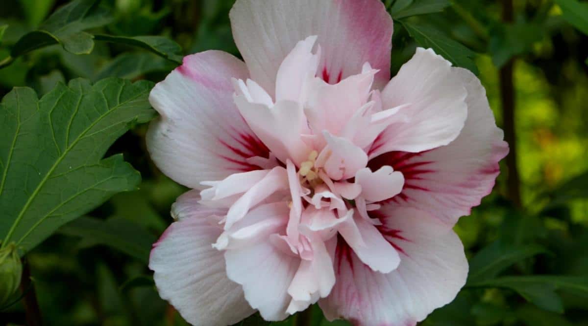A close-up shot of delicate pink ruffled blooms of the Hibiscus Lady Stanley