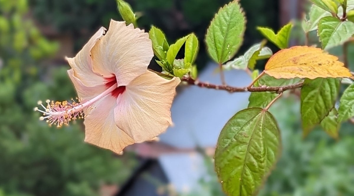 Dried Hibiscus Flower - Light