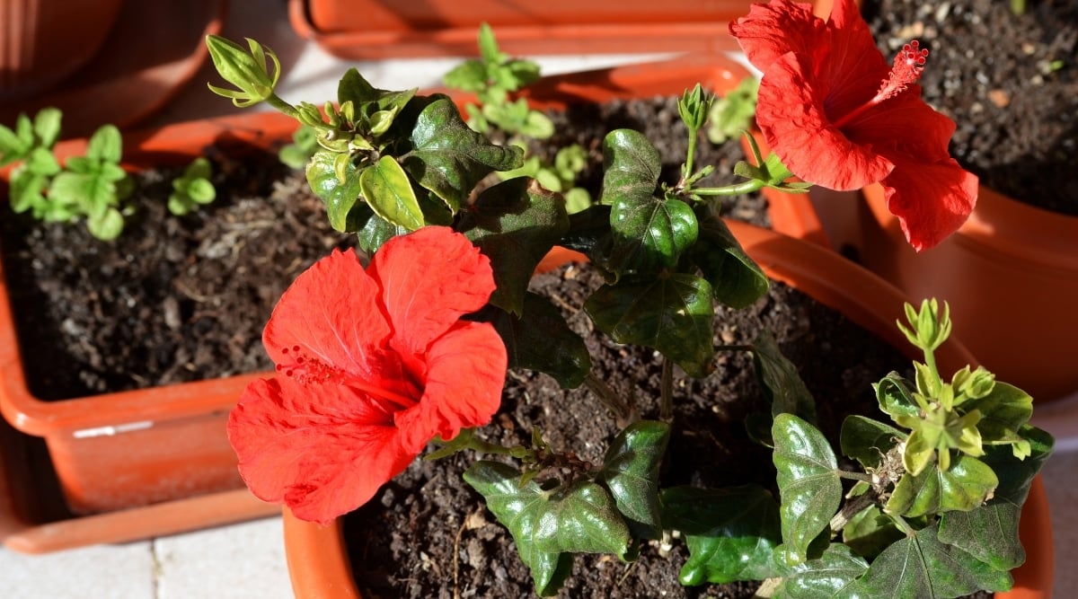 A potted plant with large, trumpet-shaped, red flowers. Its leaves are glossy and green that are alternately arranged along the stem. There are other potted plants in the background.