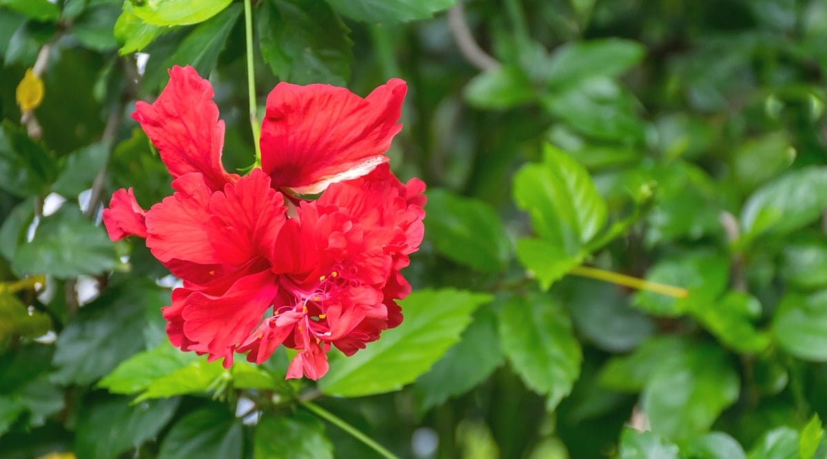 13 Different Pink Hibiscus Varieties For Bright Garden Color