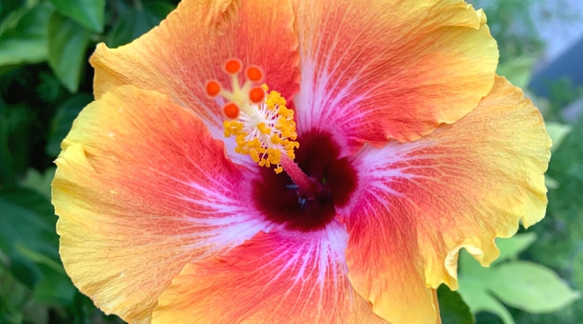 What Colors Are Hibiscus Flowers When They Bloom?