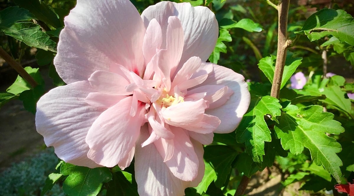 13 Different Pink Hibiscus Varieties For Bright Garden Color