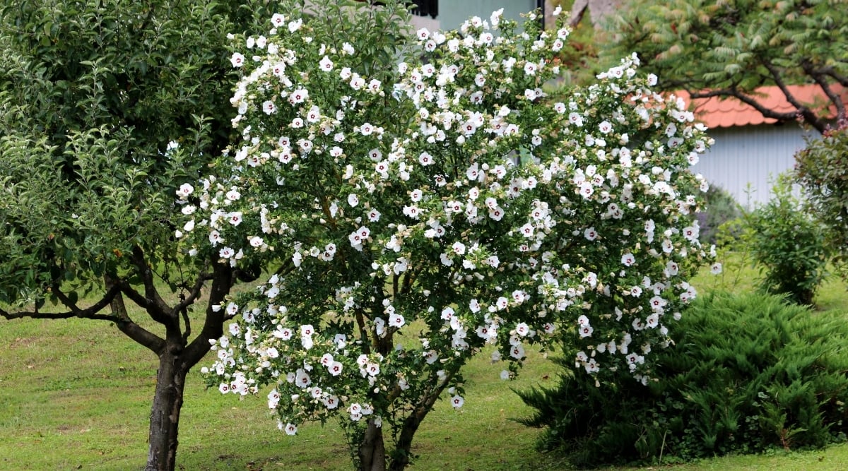 A large Hibiscus plant with small white flowers and green leaves is surrounded by green plants cultivated on green grasses. The branches are woody and brown, while the stems are thick and sturdy. The leaves are shiny and green.