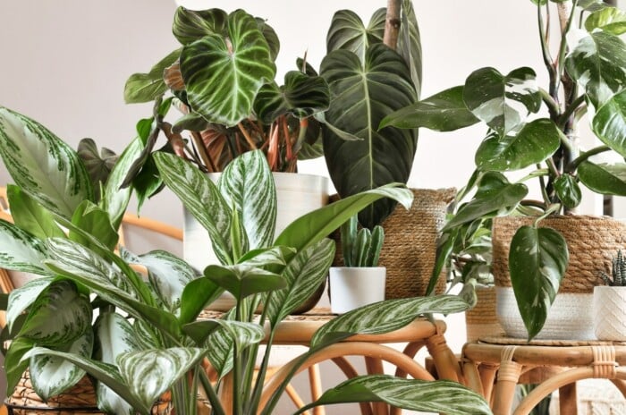 Home plants in different pots