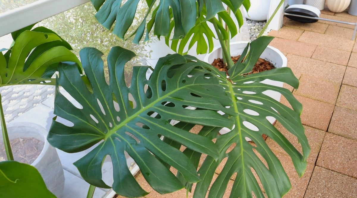 Houseplant with Split Leaves Growing in White Terra Cotta Container. There is another smaller plant near by, and both plants are sitting on a small brick pathway.
