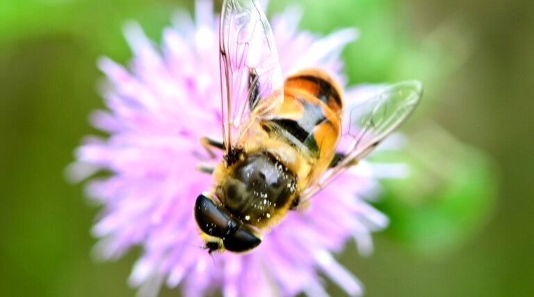 Hoverflies: Beneficial Insect for Aphid Control