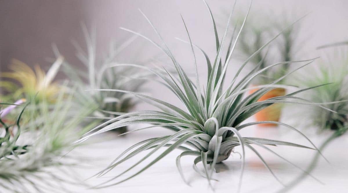 How Long Do Air Plants Live and What's Their Average Lifespan?