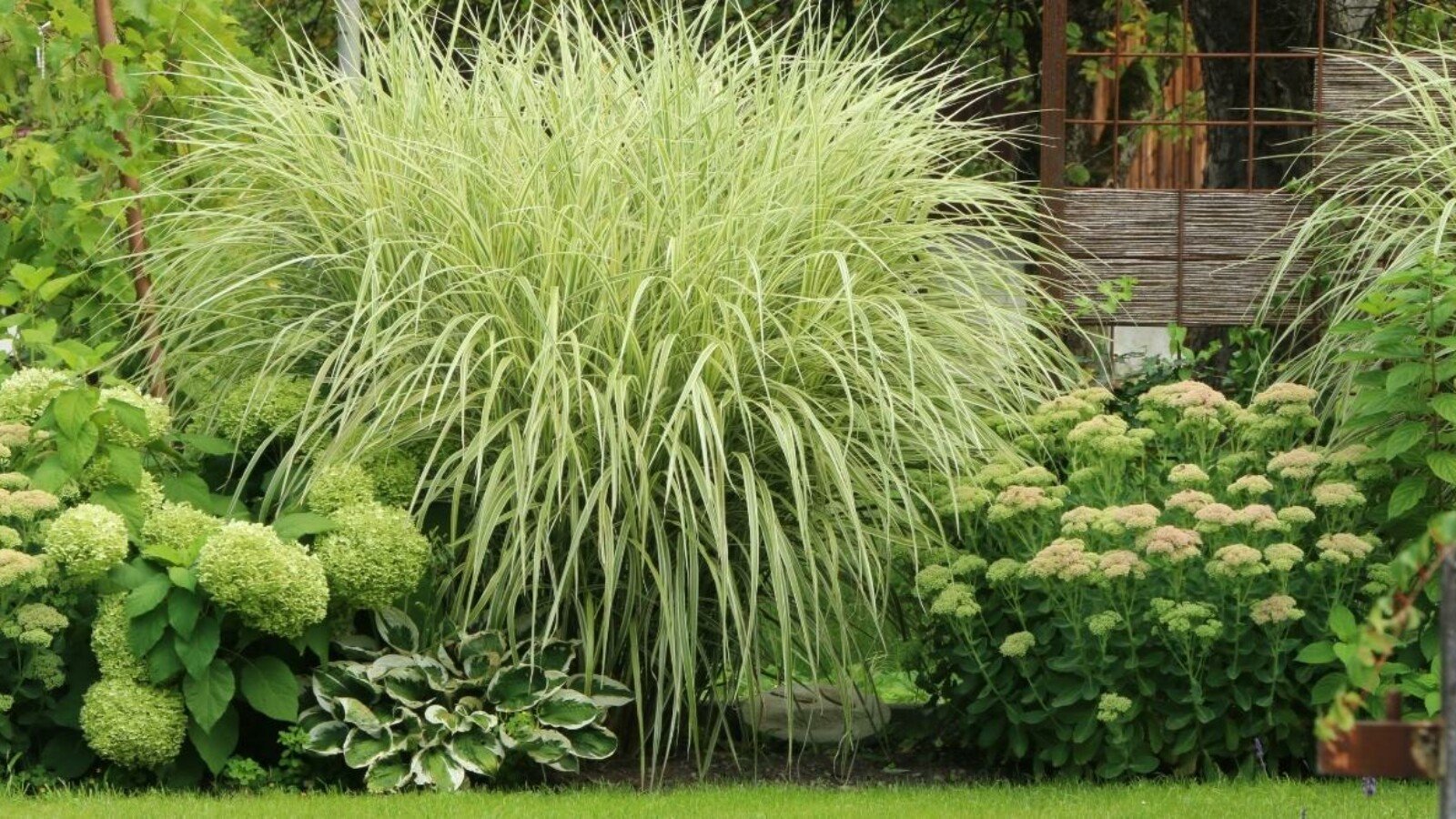 How Long Do Perennial Plants Live
