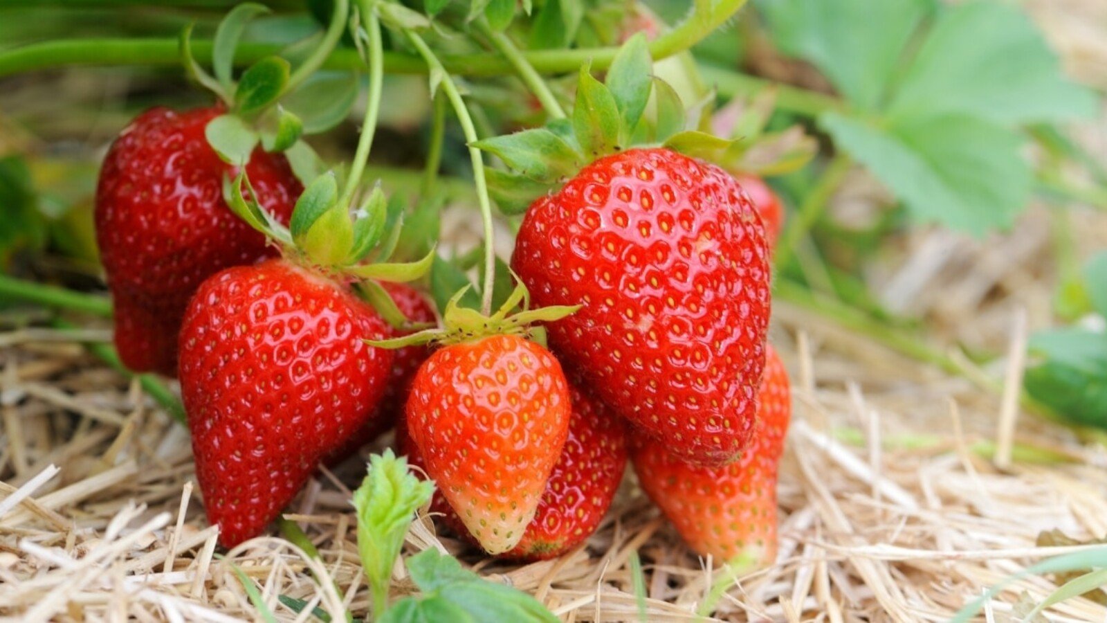 How Long for Strawberries to Grow