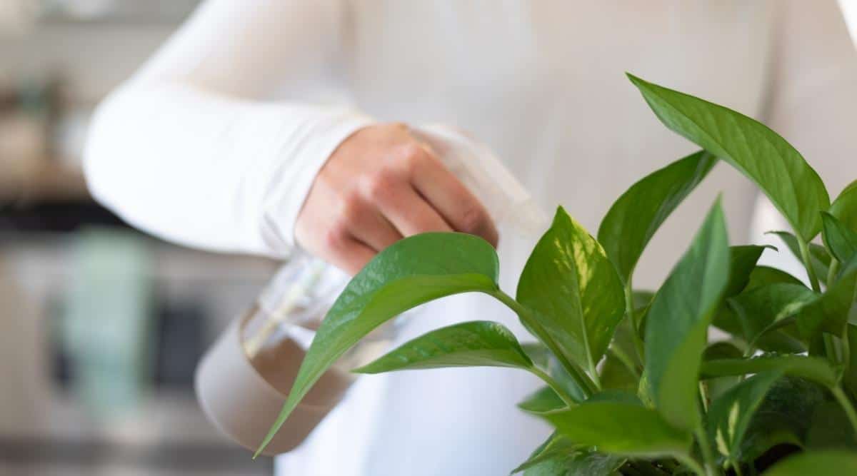 How Much Water Does My Pothos Need and How Often?