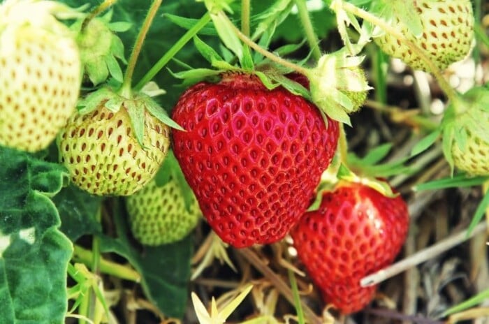 How to Grow Strawberries in Garden