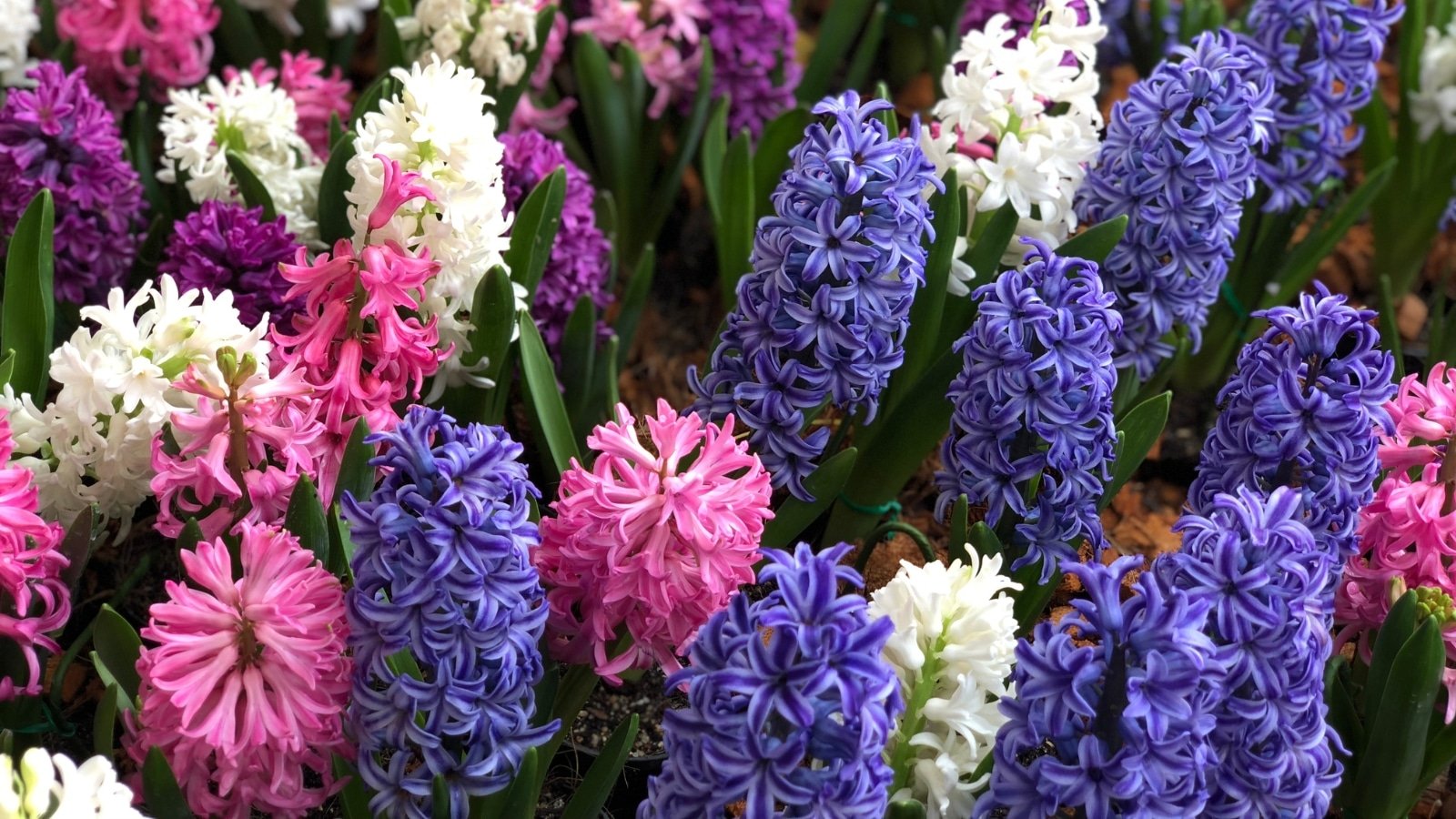 How to Plant, Grow and Care For Hyacinth Flowers