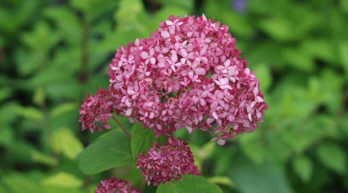 Arborescens ‘Bella Anna’